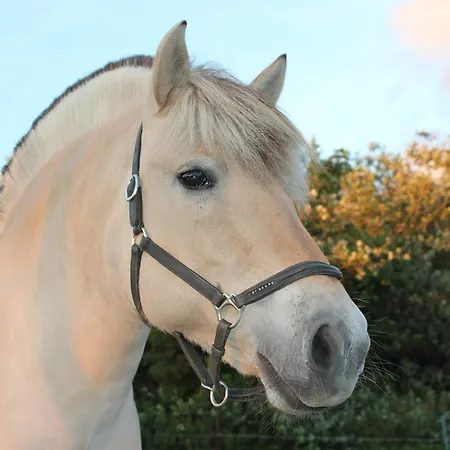 Kampeer & Logeerboerderij Madura Gæstehus